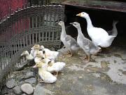 集慶樓內