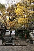 古城內的秋色