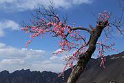 山桃花