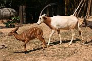 白斑羚與劍羚 (oryx)
