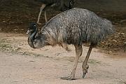 鴯鶓 (emu)
