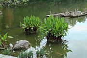 桫欏湖中的植物