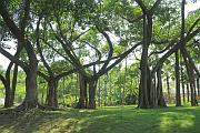 惠州植物園