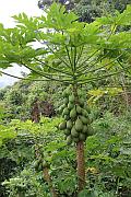 火山口上的植物