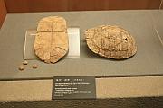 7000-8000 年前的龜甲