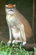 紅猴 (patas monkey)