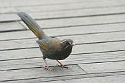 金翼白眉 (Formosan Laughing Thrush)