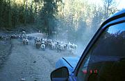 路上經常被羊群擋住去路