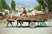 那拉提鎮的驢車