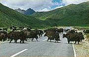 公路上的牛隊