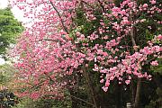 圓通寺的櫻花